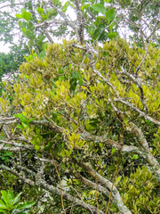 Eugenia erythrophylla