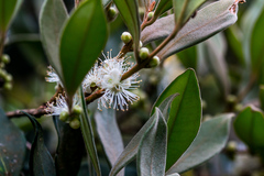 Eugenia erythrophylla