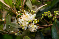 Eugenia erythrophylla