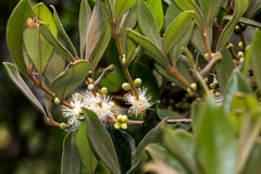 Eugenia erythrophylla