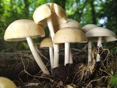 Marasmius nigrodiscus