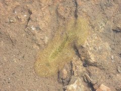 Planocera