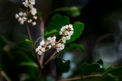 Homalium rufescens