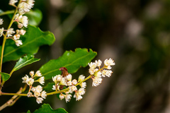 Homalium rufescens