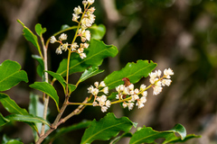 Homalium rufescens