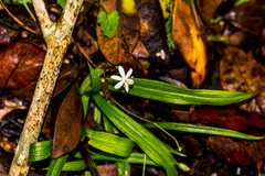 Hypoxis nivea