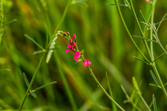 Indigastrum fastigiatum