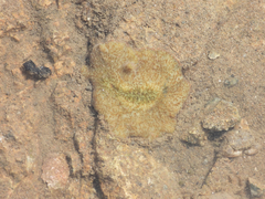 Planocera