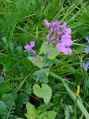Lunaria annua