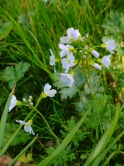 Cardamine pratensis