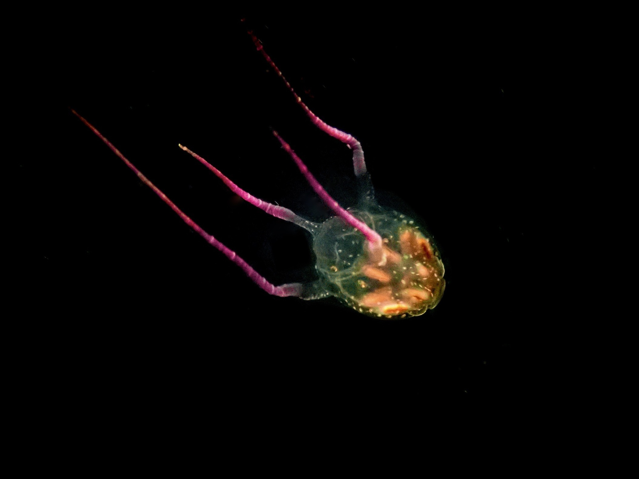 Copula sivickisi (Stiasny, 1926)