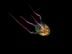 Copula sivickisi