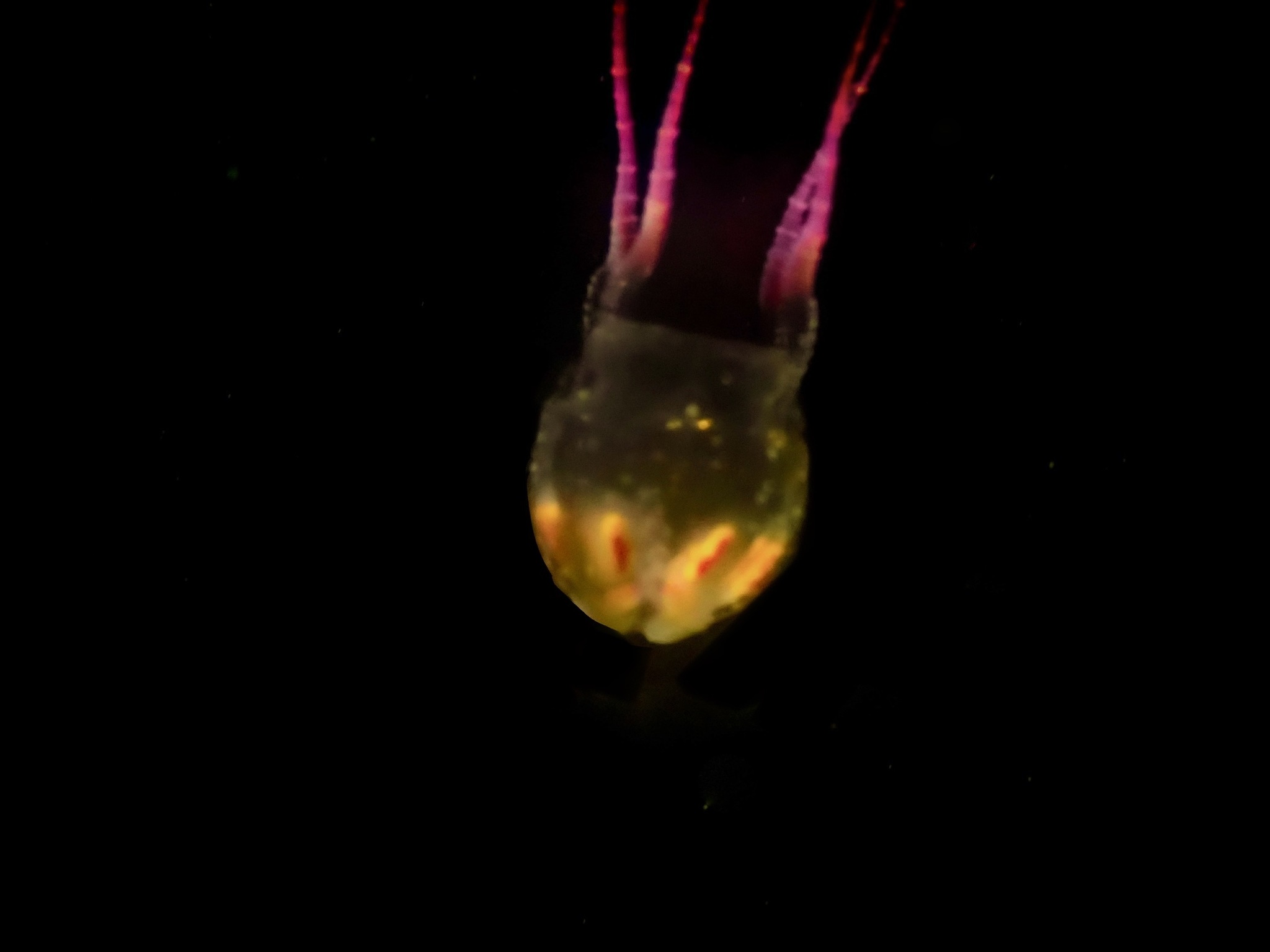 Copula sivickisi (Stiasny, 1926)
