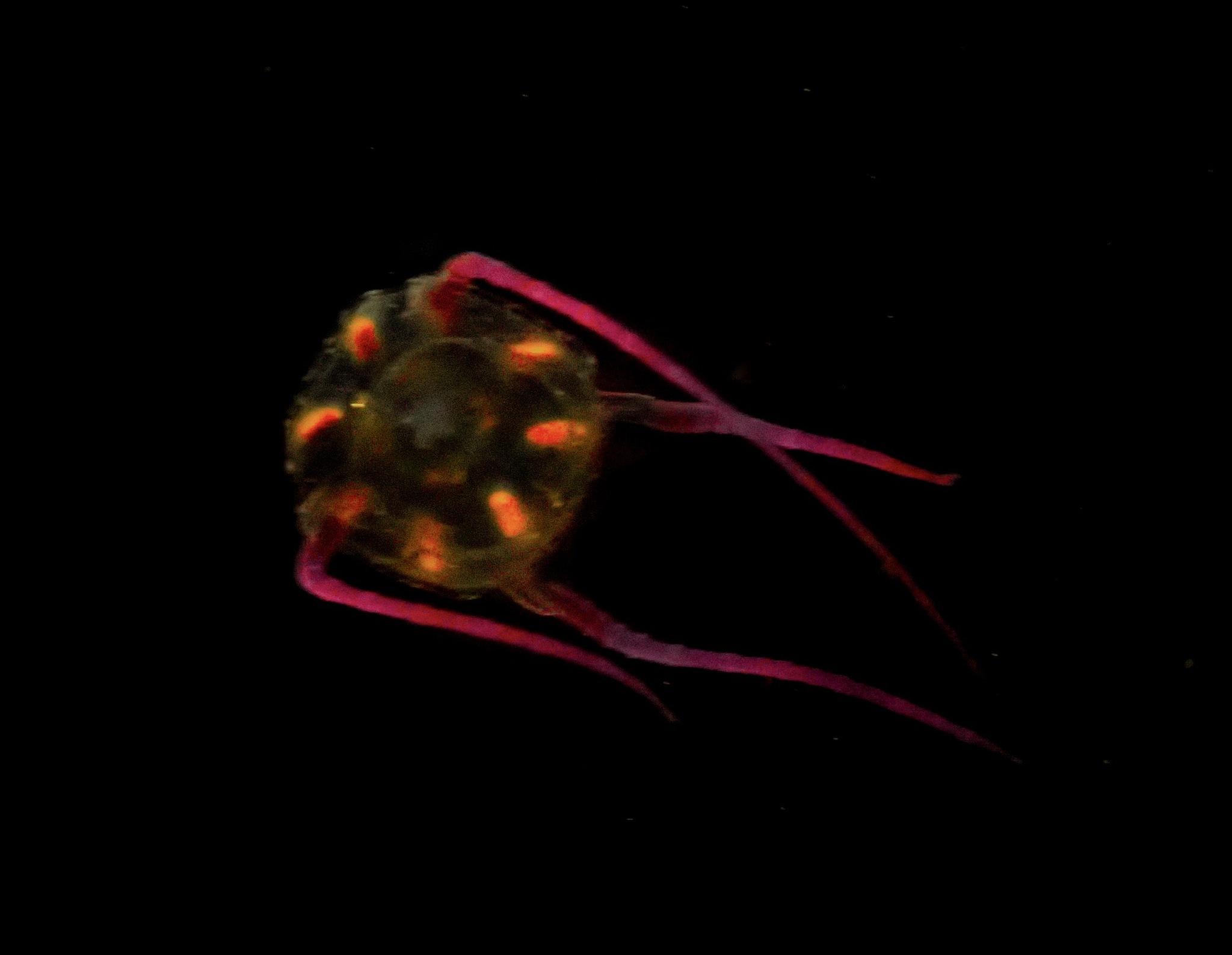 Copula sivickisi (Stiasny, 1926)