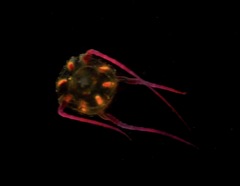 Copula sivickisi