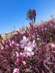 Oenothera lindheimeri