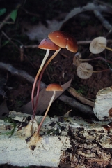 Marasmius sullivantii