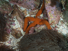 Ophidiaster confertus