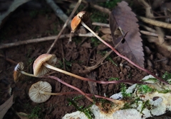 Marasmius sullivantii