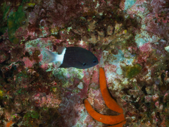 Ophidiaster confertus