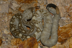 Crotalus ornatus