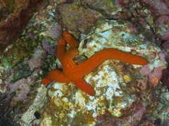 Ophidiaster confertus