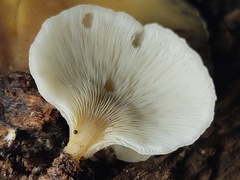 Hohenbuehelia angustata