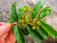 Oncinotis tenuiloba