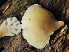 Hohenbuehelia angustata