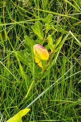 Pachycarpus coronarius