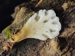 Hohenbuehelia angustata