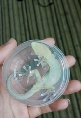 Gekko subpalmatus