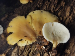 Hohenbuehelia angustata
