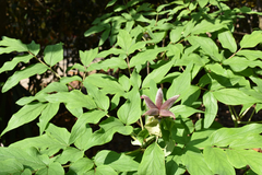 Paeonia ostii