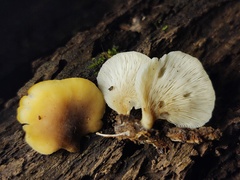 Hohenbuehelia angustata