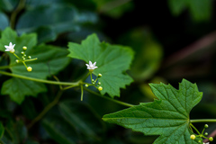 Zehneria scabra