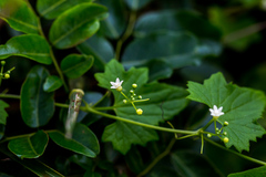 Zehneria scabra
