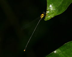 Coeliccia chromothorax