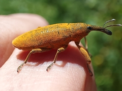 Lixus pulverulentus