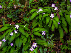 Streptocarpus formosus
