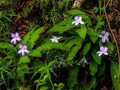 Streptocarpus formosus