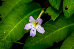 Streptocarpus formosus