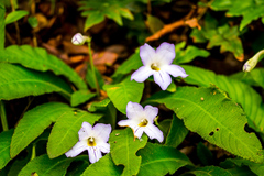 Streptocarpus formosus