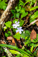 Streptocarpus polyanthus polyanthus