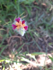 Alysicarpus pubescens vasavadae