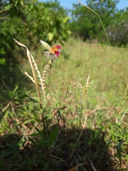 Alysicarpus pubescens vasavadae