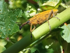Lixus pulverulentus