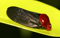 Simeliria funeralis