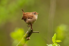Troglodytes troglodytes