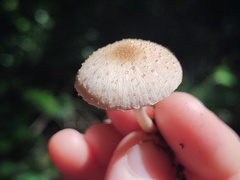 Candolleomyces tuberculatus